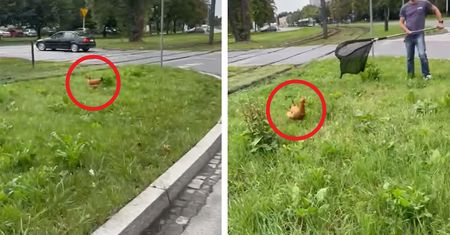 W pogoni za kurą. Pierzasta spacerowiczka na ulicach Krakowa