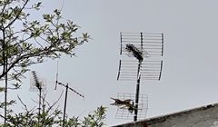 Niebawem decyzja ws. nowych stacji naziemnych. Ilu chętnych?