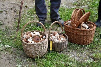 Nagły wysyp grzybów w lasach. Eksperci nie kryją zaskoczenia