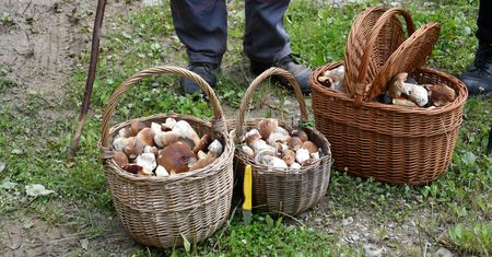 Nagły wysyp grzybów w lasach. Eksperci nie kryją zaskoczenia