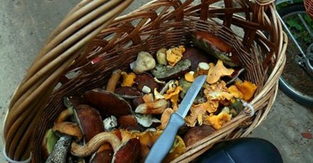 Anomalia w listopadzie. W lasach wciąż pełno grzybów