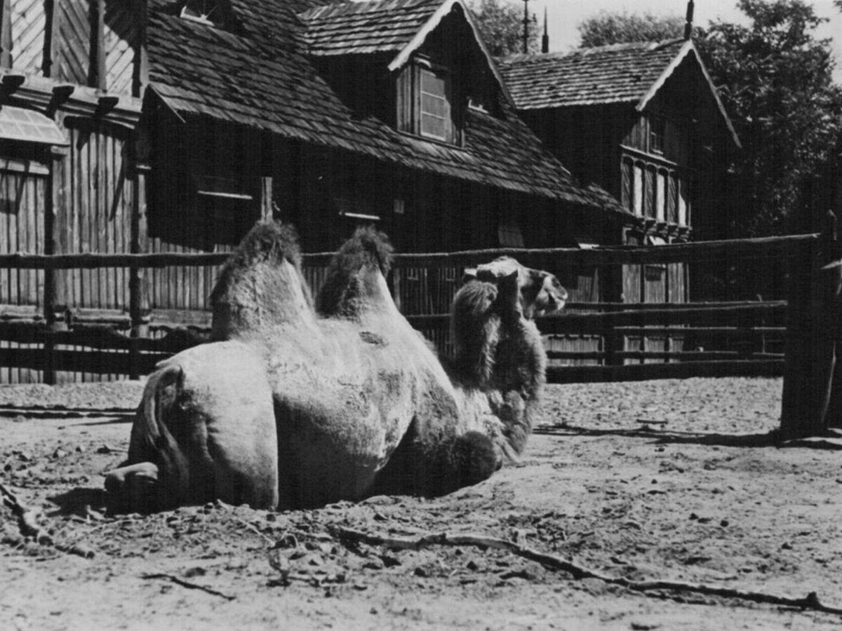 Warszawskie zoo kończy 87 lat