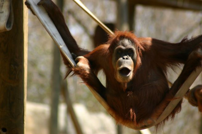 Sąd nakazał uwolnić orangutana z zoo. "Nie jest człowiekiem, ale ma prawa"