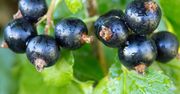 Czarne porzeczki – jak wykorzystać w kuchni?