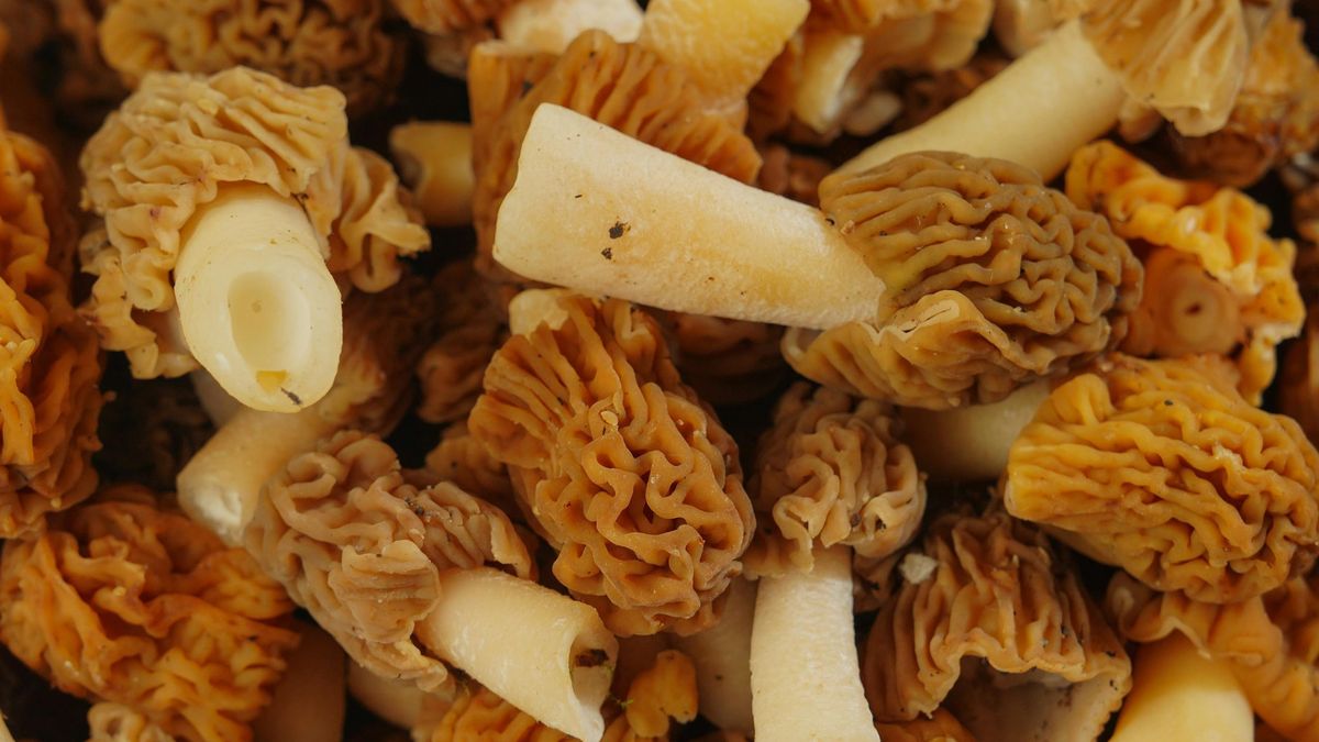 Za zbieranie smardzów można dostać nawet 5 tys. zł mandatu 