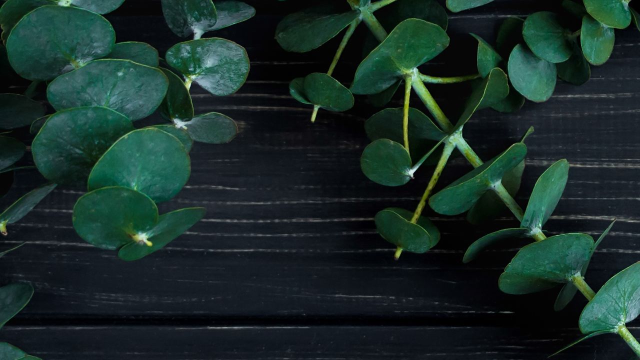 Eukaliptus pod prysznicem. Zobacz niezwykłe zalety (WIDEO)