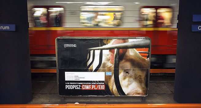 Świnie i króliki w warszawskim metrze. Akcja Compassion Polska