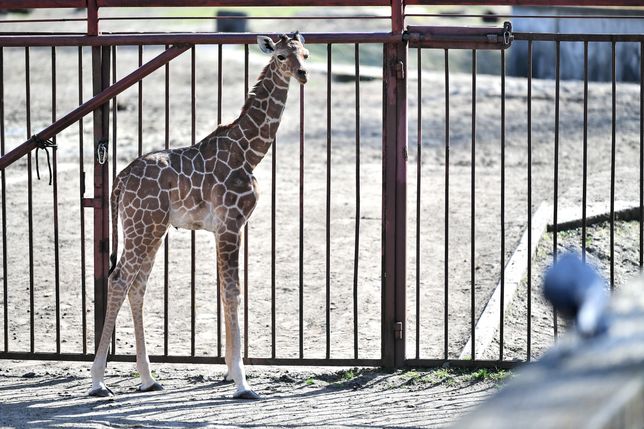 Mała żyrafa urodzona we wrocławskim zoo