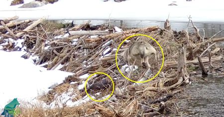Dzika natura na filmie. Bóbr uciekł przed dwoma wilkami