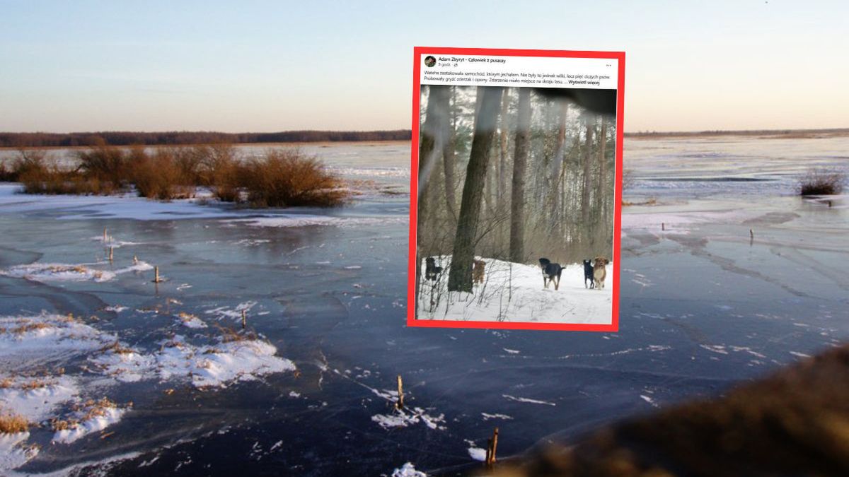 "Wataha" zaatakowała jego auto. To nie były wilki