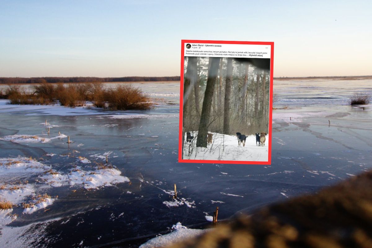 "Wataha zaatakowała". Gryzły zderzak i opony. Chwile grozy nad Biebrzą