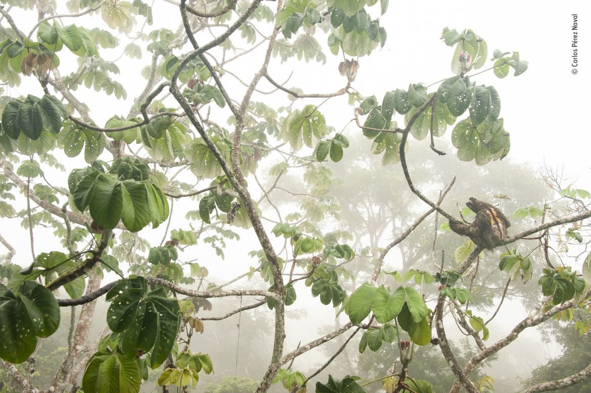 Wildlife Photographer of the Year 2019: piękno dzikiej przyrody 11
