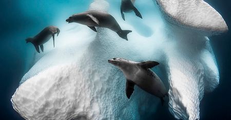 Underwater Photogrpher of the Year 2020 – najlepsze zdjęcia podwodne