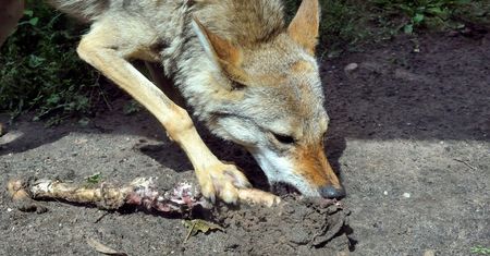 One nie pochodzą z Polski. Do naszego kraju przywędrował nowy gatunek