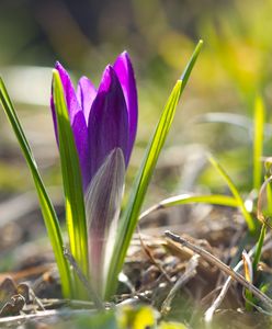 Równonoc wiosenna 2019 – kiedy wypada równonoc wiosenna, co to jest