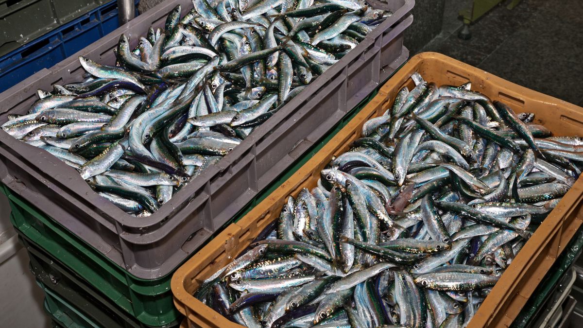Sardynki to jedne z najzdrowszych ryb
