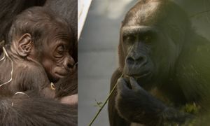 "To wyjątkowy moment". Warszawskie zoo pokazało zdjęcia, które robią furorę