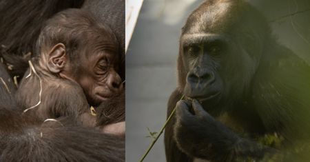 "To wyjątkowy moment". Warszawskie zoo pokazało zdjęcia, które robią furorę