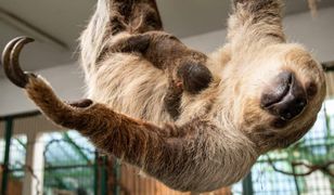 Wrocławskie zoo. Leniwiec, pierwszy wrocławianin. Chłopiec lub dziewczynka