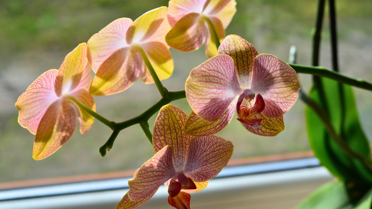 Storczyk na parapecie