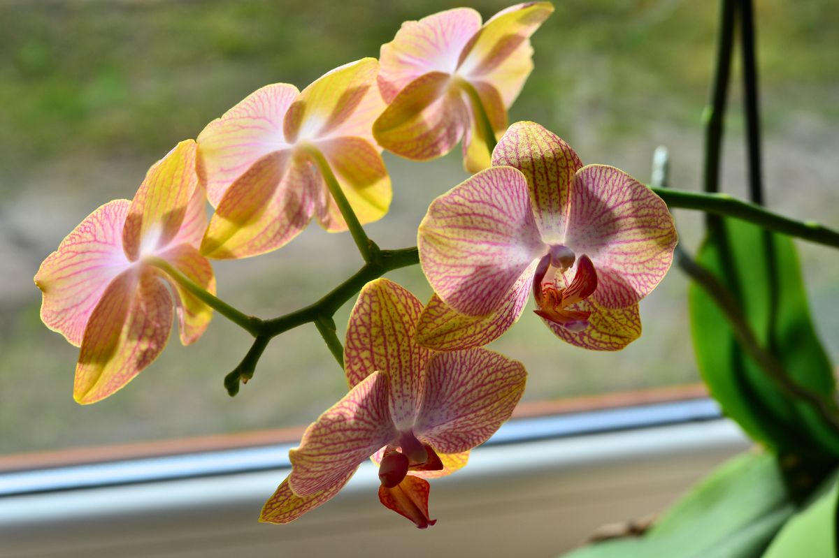 Orchid on the windowsill