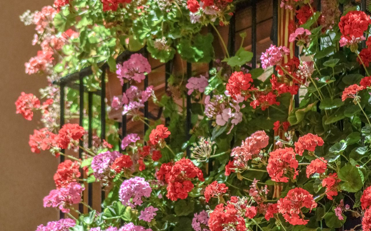 Pelargonie na balkonie 