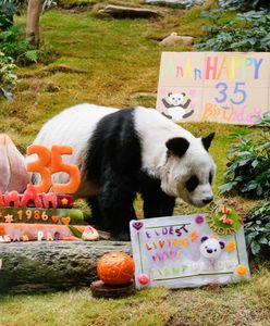 Najstarsza panda świata ma już 35 lat. Wyprawiono jej huczną imprezę