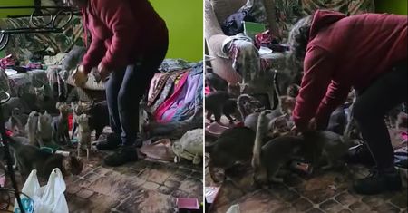 34 koty w kawalerce bez jedzenia i picia. Są nowe fakty w sprawie