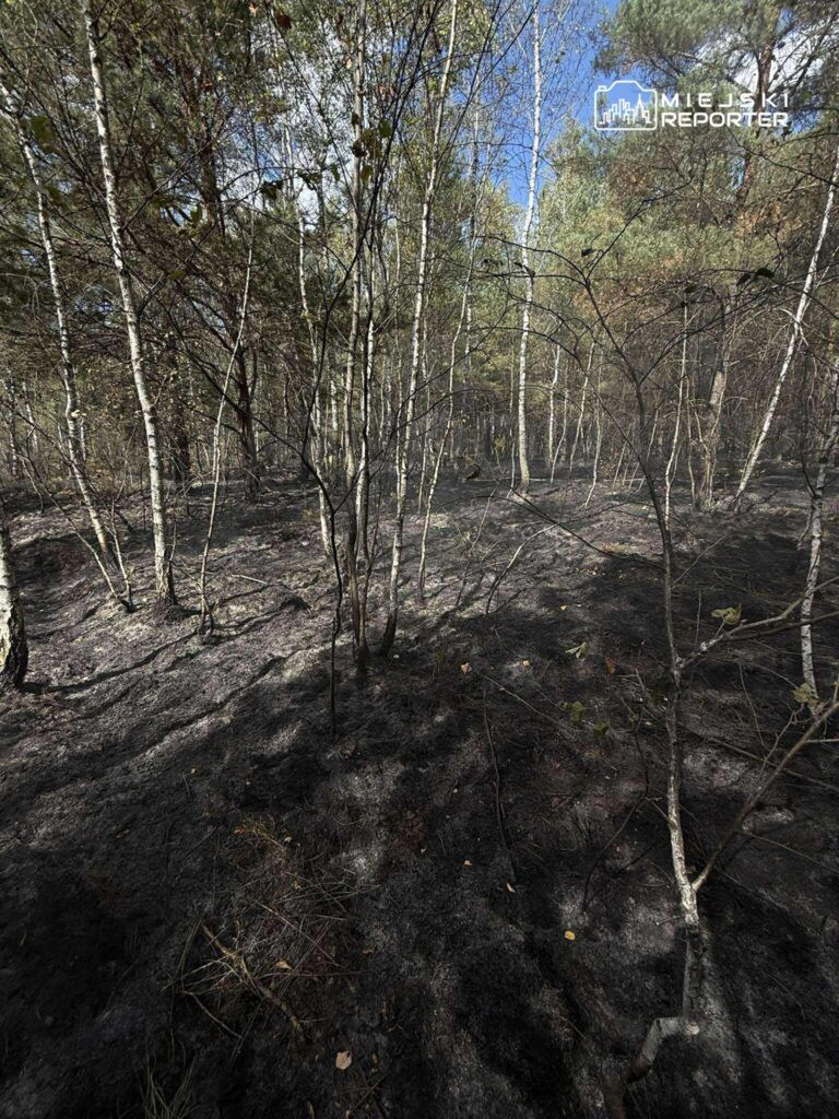 Zniszczony fragment lasu po pożarze, z poparzonymi gałęziami i czarnym podłożem, w tle drzewa liściaste.