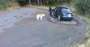 Przyjechała z psem na parking. Nagrało się, co zrobiła Amerykanka