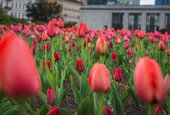 Warszawa. Ponad 700 tys. kwiatów zakwitnie przy ulicach i parkach