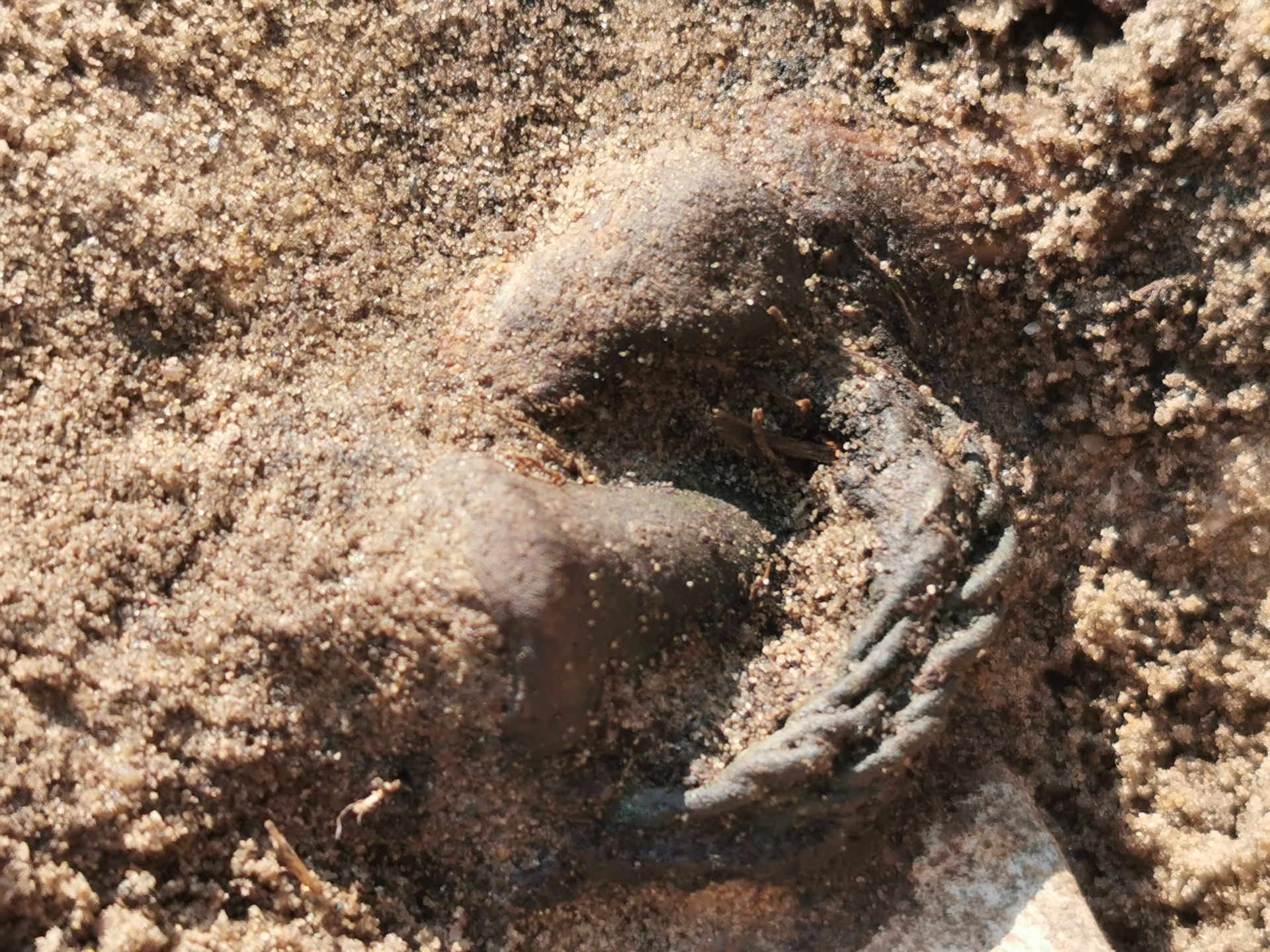 Odkrycie archeologiczne w Lelowie