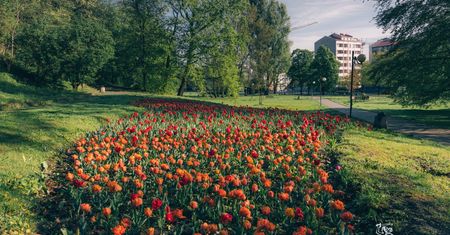 Warszawa. Jeszcze pachną tulipany, można się cieszyć rabarbarem. Park Kazimierzowski z miniprzewodnikiem