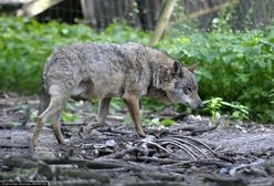 Zastrzelił najbardziej znanego wilka z Roztocza. Policja ustaliła sprawcę