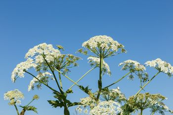 Nie dotykaj tych roślin. Kontakt z nimi zagraża poparzeniem i zatruciem