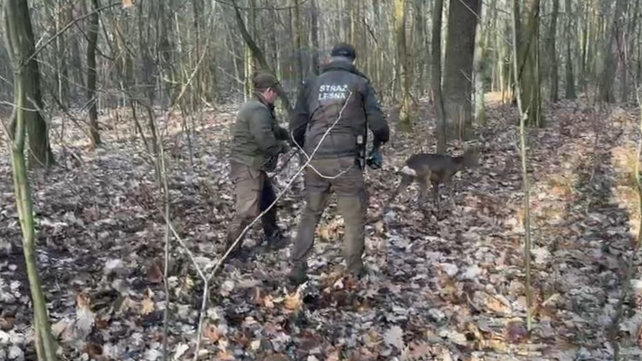 Całą rodziną przyszli po skłusowaną sarnę. 