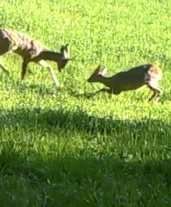 Walka młodych saren na polanie. Nagranie z fotopułapki