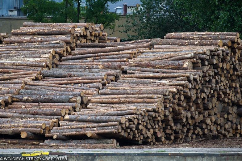 Jednym z największych odbiorców nielegalnie wywożonego z Ukrainy drewna jest Polska