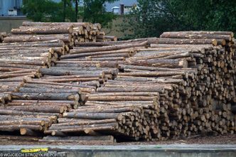 Do Europy trafia nielegalne drewno z Ukrainy. Transport zatrzymuje się w Polsce