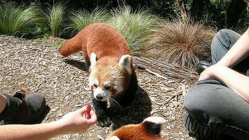 Nie czekaj na premierę. Pobierz Firefoksa 4 już dziś! 1