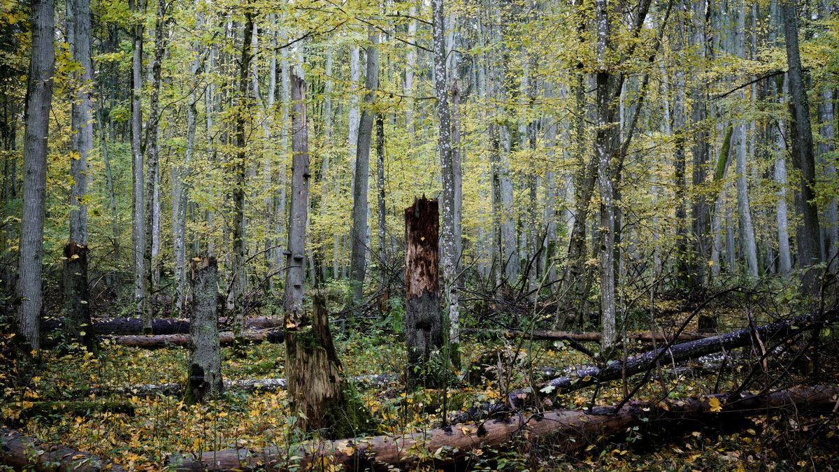 Puszcza Białowieska to unikalne ekosystem