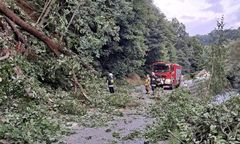 O krok od tragedii. Kilkanaście drzew zawaliło się na drogę