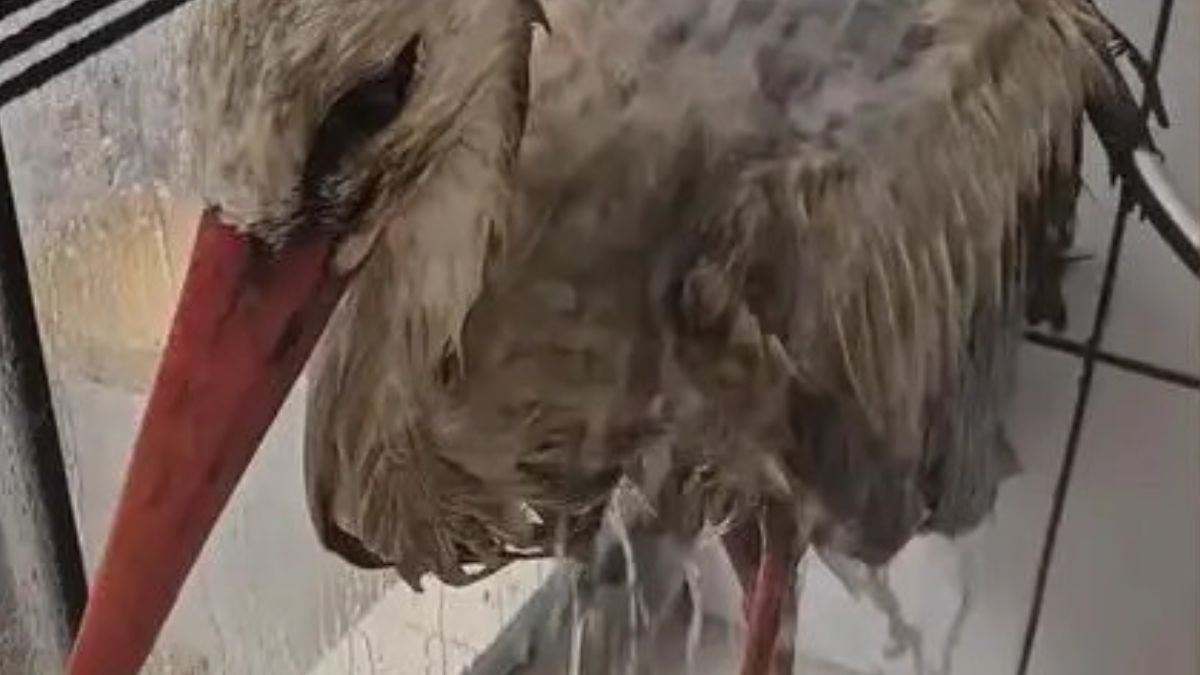 Bocian Lolek jedzie 300 km po pomoc.