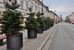 Na ulicach Warszawy widać święta. "208 jodeł i świerków już ustawionych"