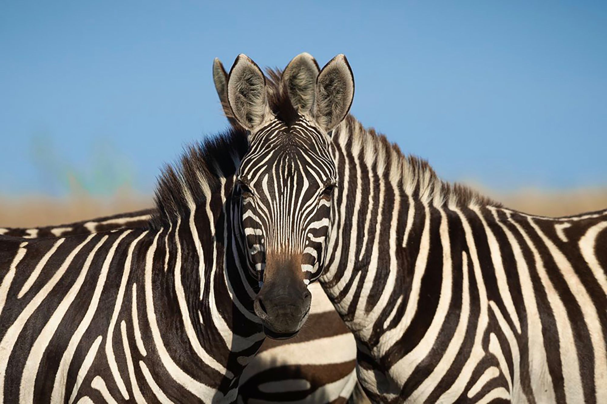 Która zebra na zdjęciu jest z przodu: lewa czy prawa? Rozwiążesz zagadkę? 1