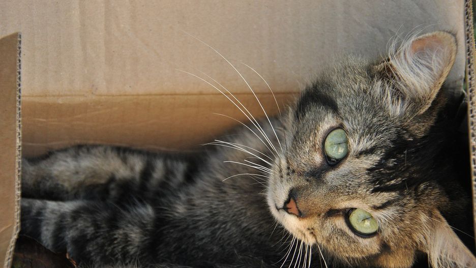 Kot w kartonowym pudełku