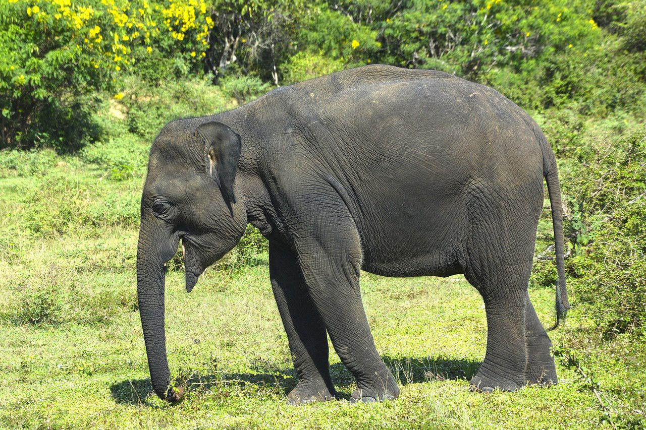 Pregnant woman trampled by elephants in tragic Indonesian attack