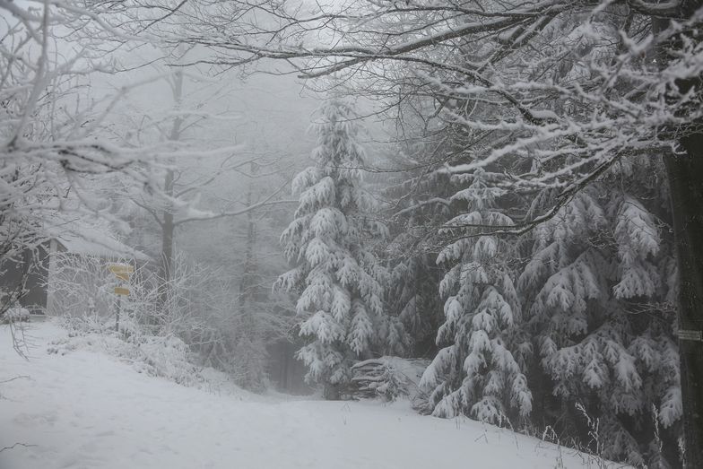 Kiedy w Polsce spadnie śnieg? Prognoza pogody na zimę 2020/2021