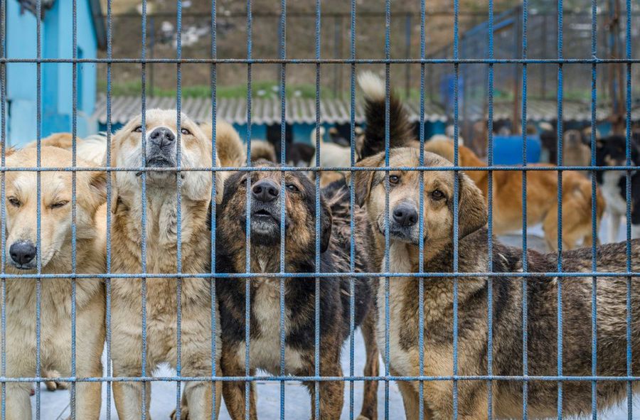 Illegal trading network in Spain. Several hundred dogs and cats rescued