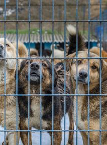 Illegal trading network in Spain. Several hundred dogs and cats rescued